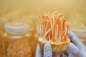 Te Latte Café - Cápsulas de Cordyceps militaris (CORDYCEPS)