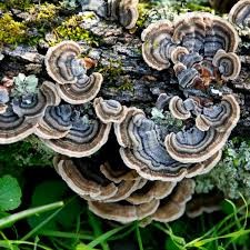Te Latte CaféElixir Fungi