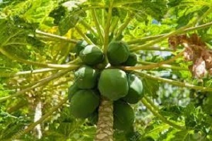 Te Latte Café - Cápsulas de Carica papaya (PAPAINA) Te Latte CaféCápsulas de Carica papaya (PAPAINA)