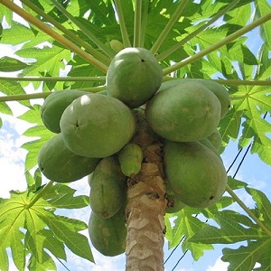 Te Latte Café - Cápsulas de Carica papaya (PAPAINA) Te Latte CaféCápsulas de Carica papaya (PAPAINA)