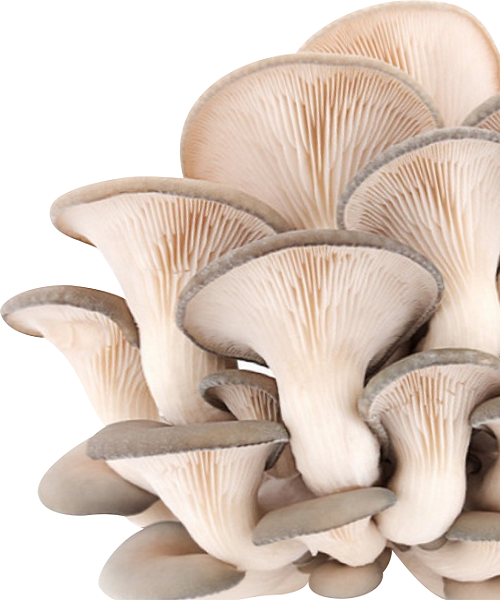 Te Latte Café - Elixir de Pleurotus Ostreatus (PLEUROTUS) Te Latte CaféElixir de Pleurotus Ostreatus (PLEUROTUS)