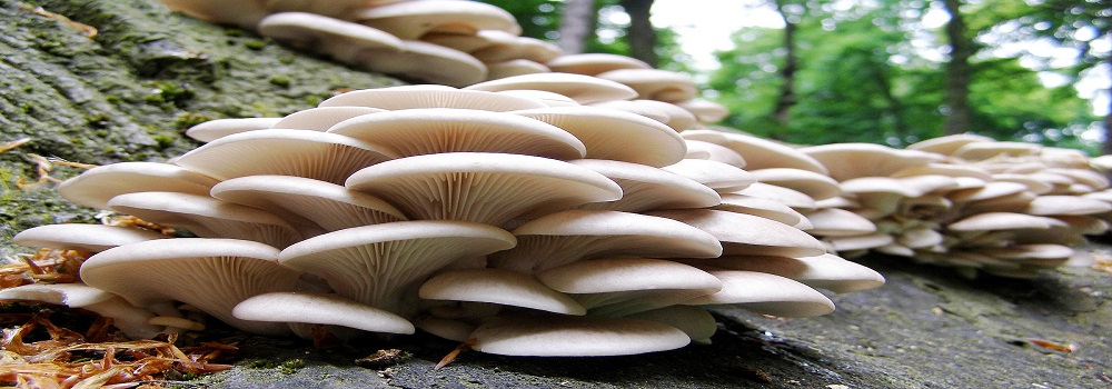 Te Latte Café - Elixir de Pleurotus Ostreatus (PLEUROTUS) Te Latte CaféElixir de Pleurotus Ostreatus (PLEUROTUS)