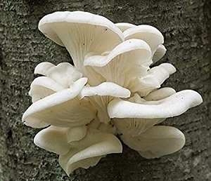 Te Latte Café - Elixir de Pleurotus Ostreatus (PLEUROTUS) Te Latte CaféElixir de Pleurotus Ostreatus (PLEUROTUS)