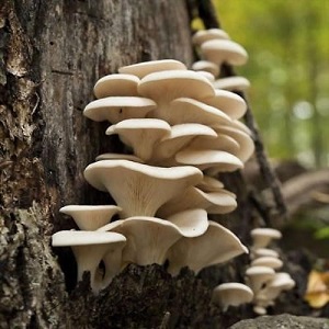 Te Latte Café - Elixir de Pleurotus Ostreatus (PLEUROTUS) Te Latte CaféElixir de Pleurotus Ostreatus (PLEUROTUS)