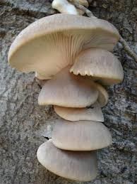 Te Latte Café - Elixir de Pleurotus Ostreatus (PLEUROTUS) Te Latte CaféElixir de Pleurotus Ostreatus (PLEUROTUS)