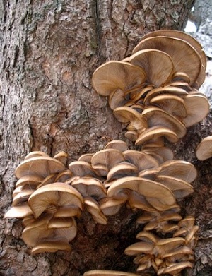 Te Latte Café - Elixir de Pleurotus Ostreatus (PLEUROTUS) Te Latte CaféElixir de Pleurotus Ostreatus (PLEUROTUS)
