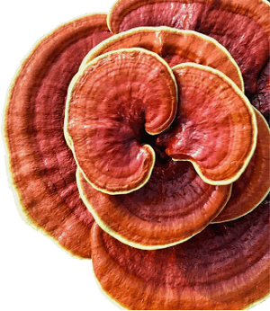 Te Latte Café - Te latte Cafe Puro Con Ganoderma Lucidum