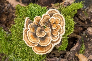 Te Latte CaféElixir de Trametes versicolor (Kawaratake) o Cola de Pavo