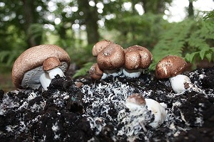Te Latte CaféElixir de Agaricus blazei (HONGO DEL SOL)